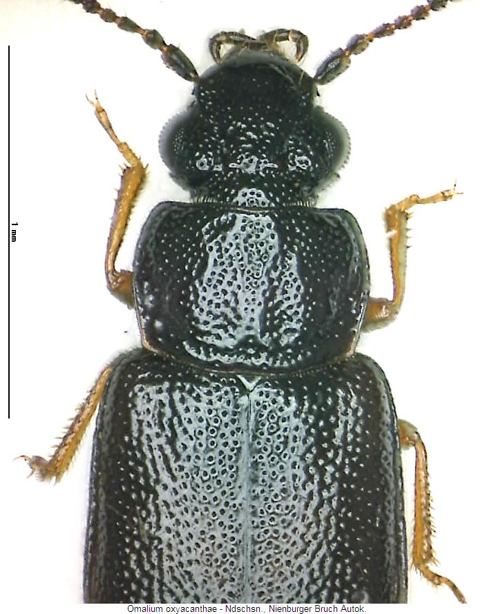 omalium_oxyacanthae_vk.jpg