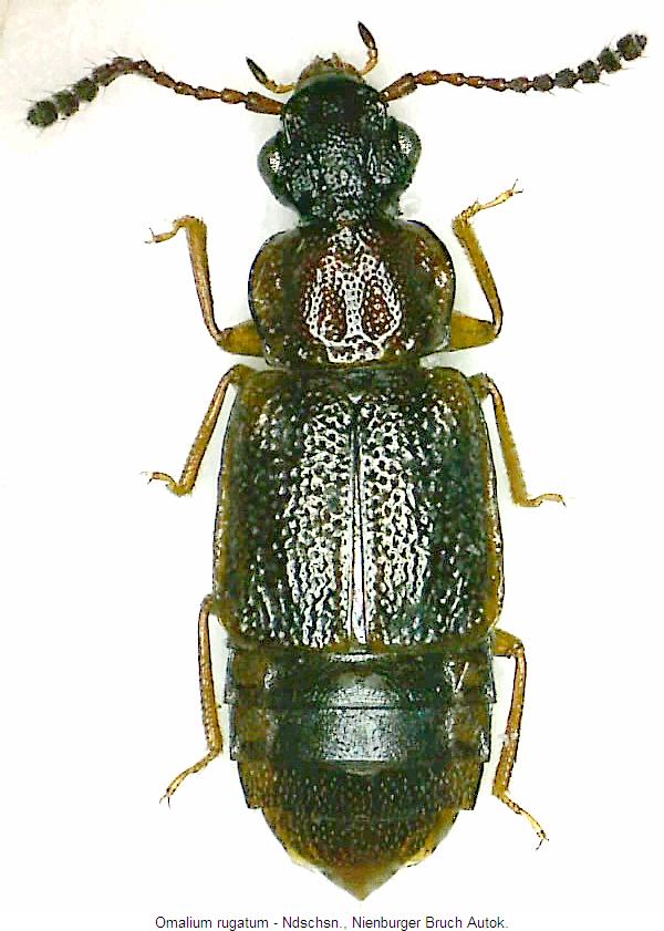 omalium_rugatum_hab.jpg