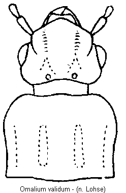 omalium_validum_vk.gif