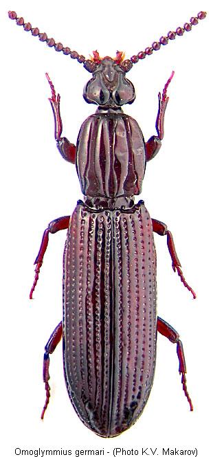 omoglymmius_germari_hab.jpg