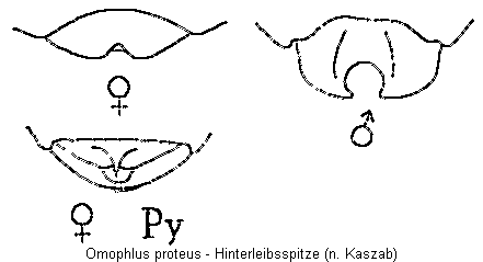 omophlus_proteus_hlb.gif