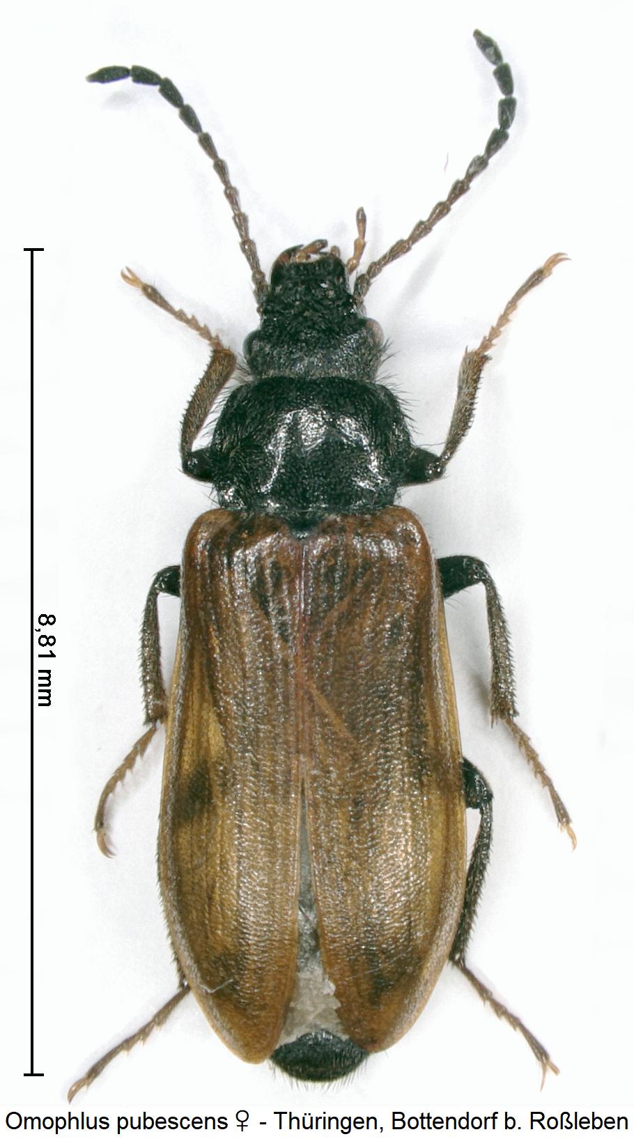 omophlus_pubescens_hab.jpg