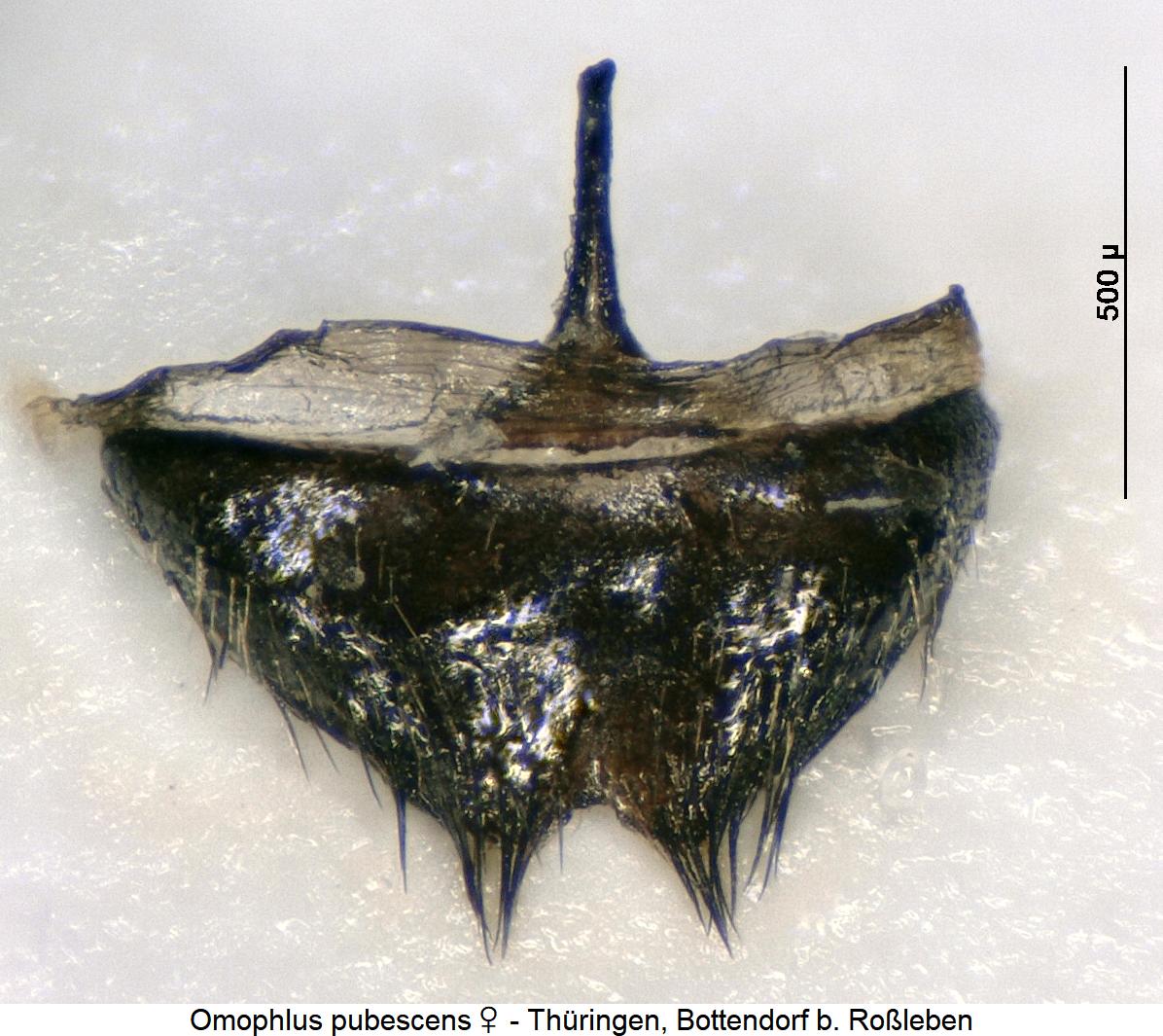 omophlus_pubescens_w_ster.jpg
