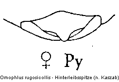 omophlus_rugosicollis_hlb.gif