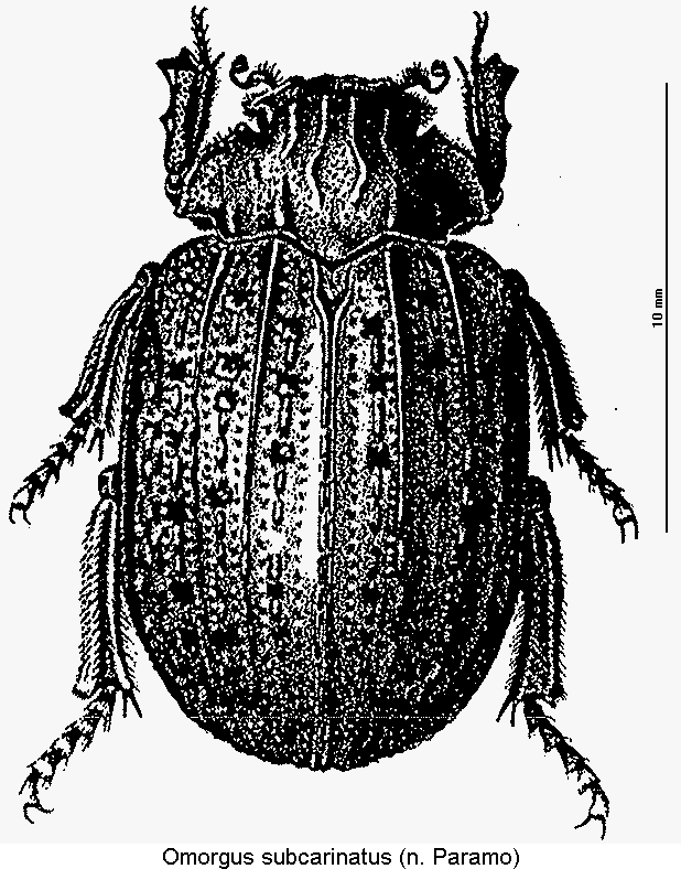 omorgus_subcarinatus_hab.gif