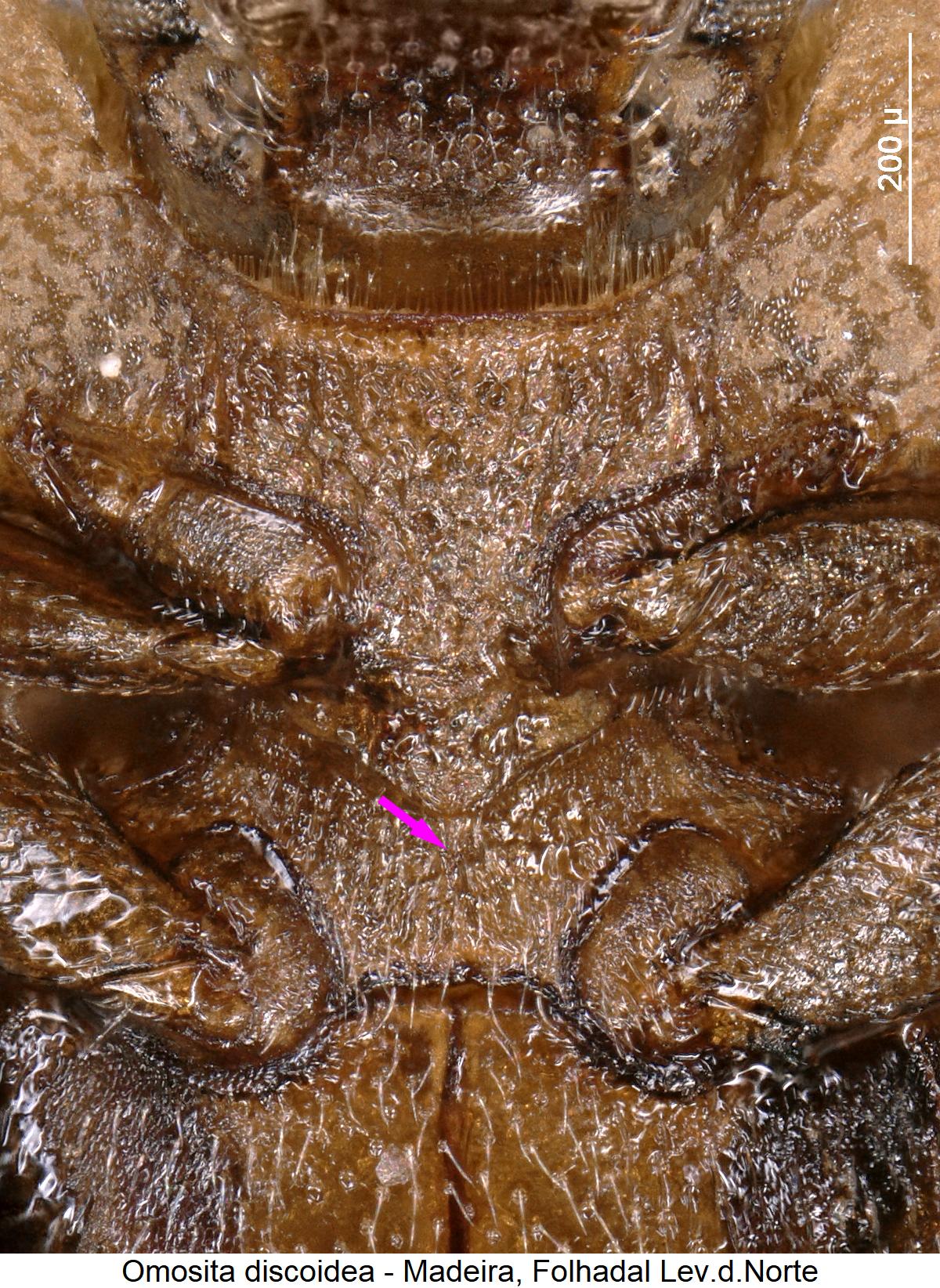 omosita_discoidea_mbr.jpg