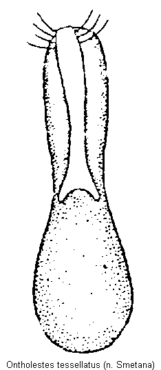 ontholestes_tessellatus.gif