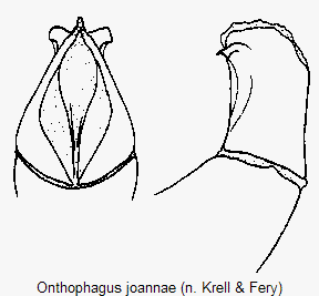 onthophagus_joannae.gif