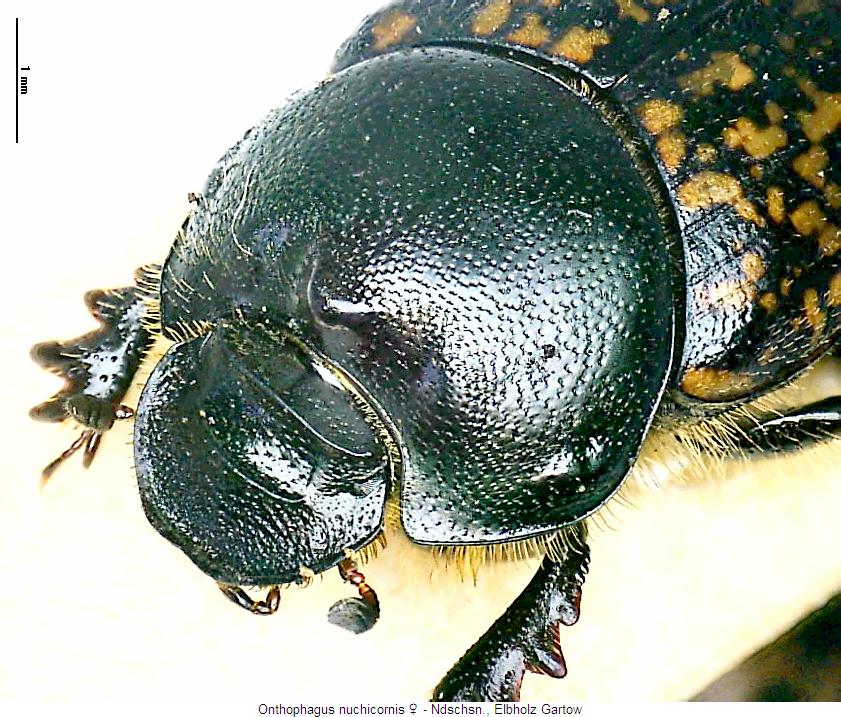 onthophagus_nuchicornis_w_vk.jpg