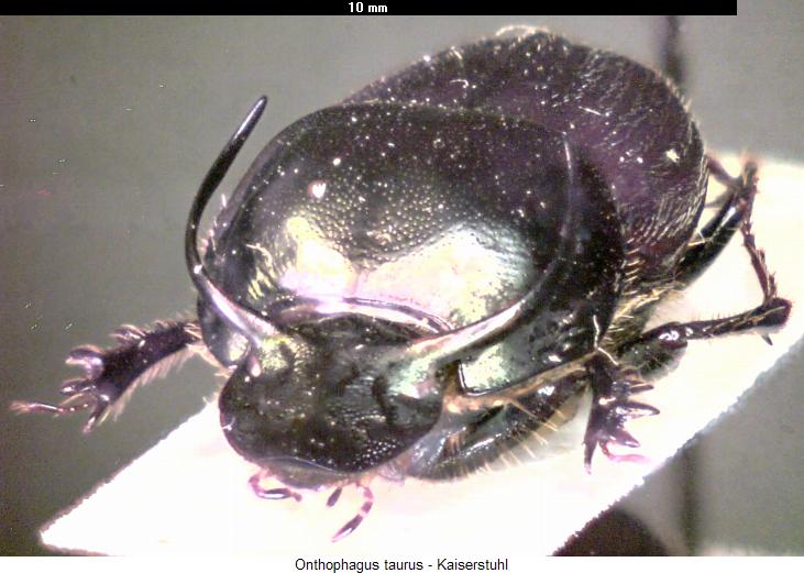 onthophagus_taurus_hab.jpg