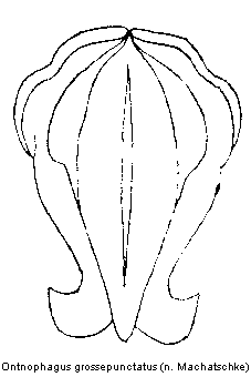 ontnophagus_grossepunctatus.gif