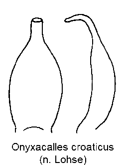 onyxacalles_croaticus.gif