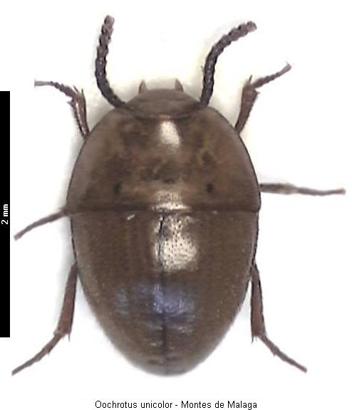 oochrotus_unicolor_hab.jpg
