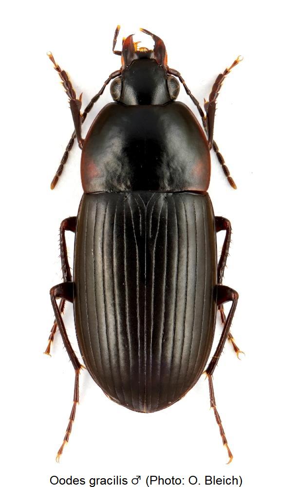 oodes_gracilis_hab.jpg