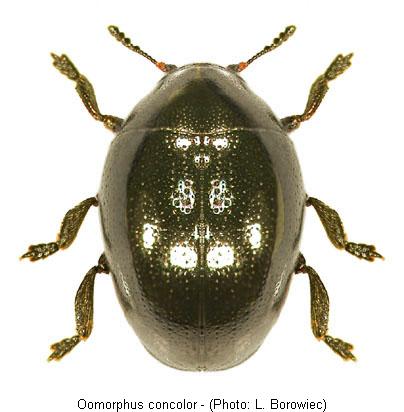 oomorphus_concolor.jpg