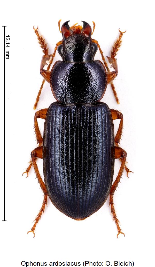 ophonus_ardosiacus_hab.jpg