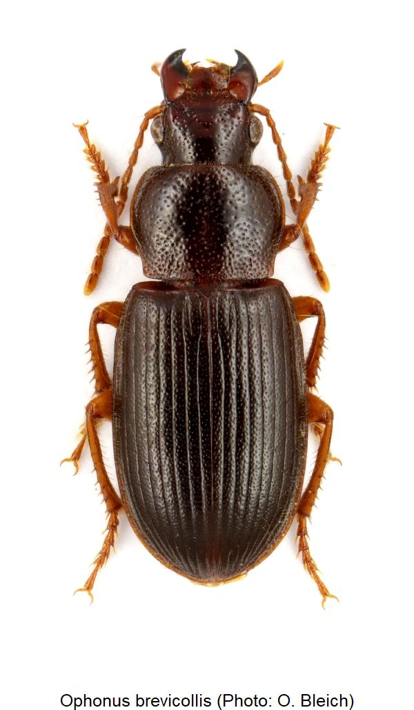 ophonus_brevicollis_hab.jpg