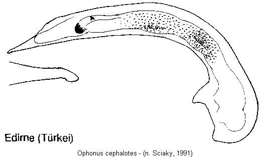 ophonus_cephalotes.jpg