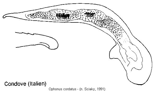 ophonus_cordatus.jpg