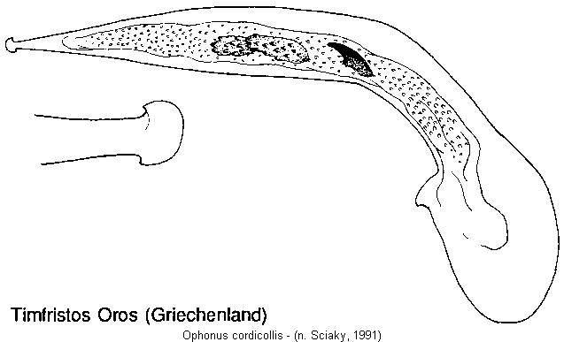 ophonus_cordicollis.jpg