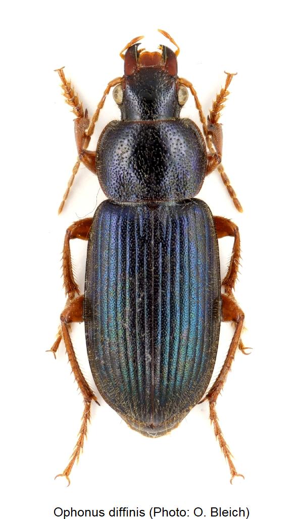 ophonus_diffinis_hab.jpg