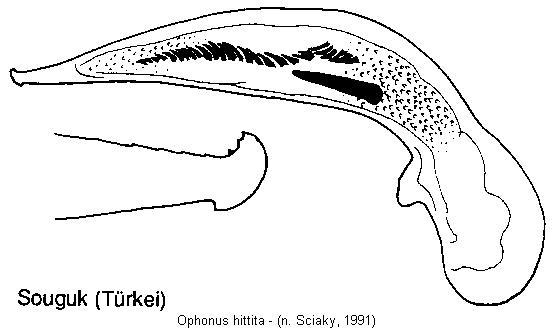 ophonus_hittita.jpg