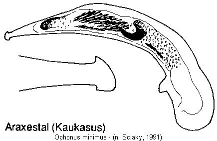 ophonus_minimus.jpg