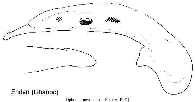 ophonus_peyroni.jpg