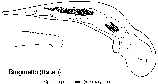 ophonus_puncticeps.jpg