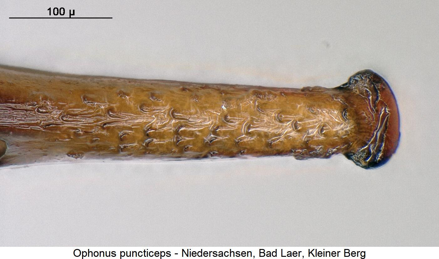 ophonus_puncticeps1.jpg