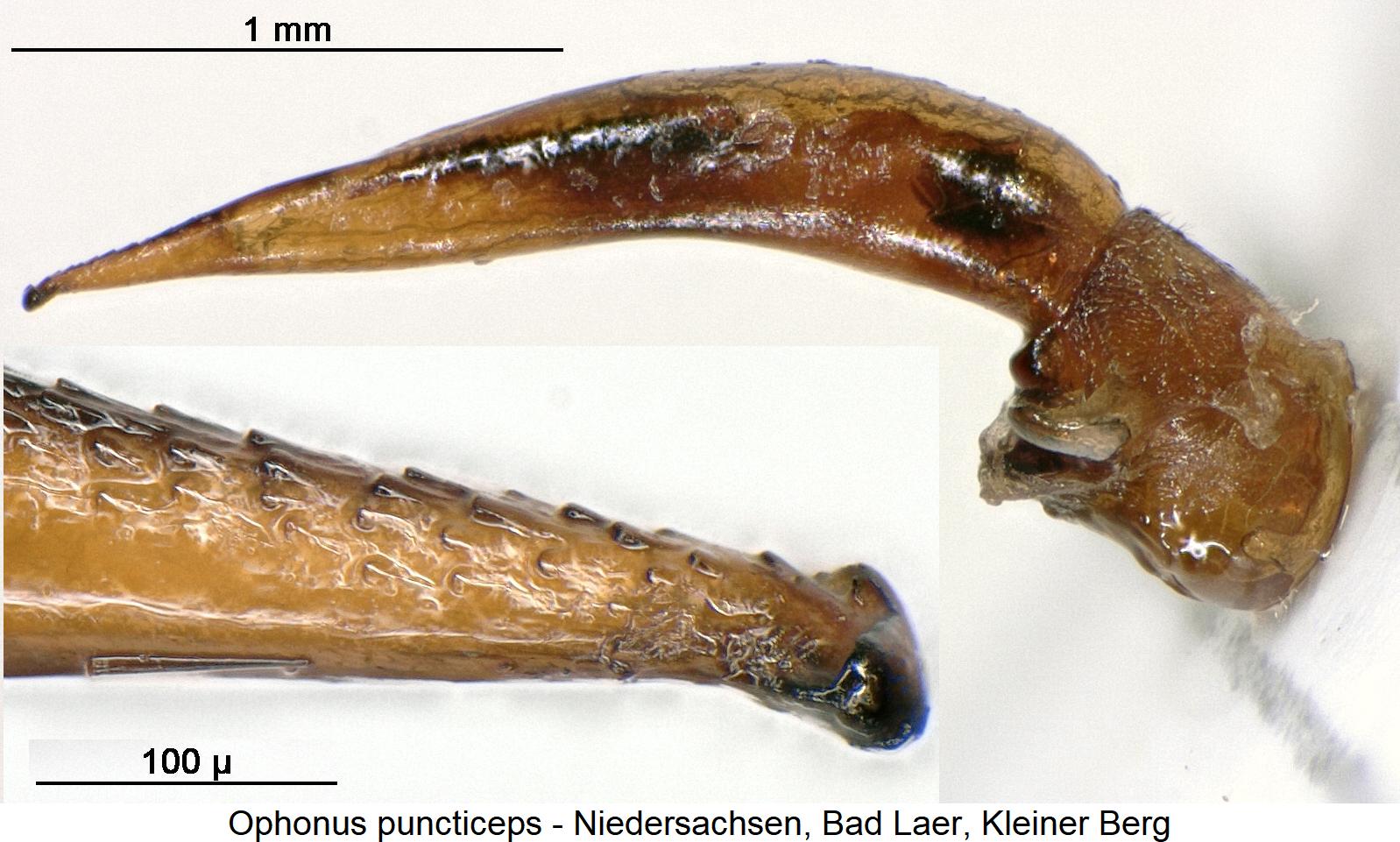 ophonus_puncticeps2.jpg