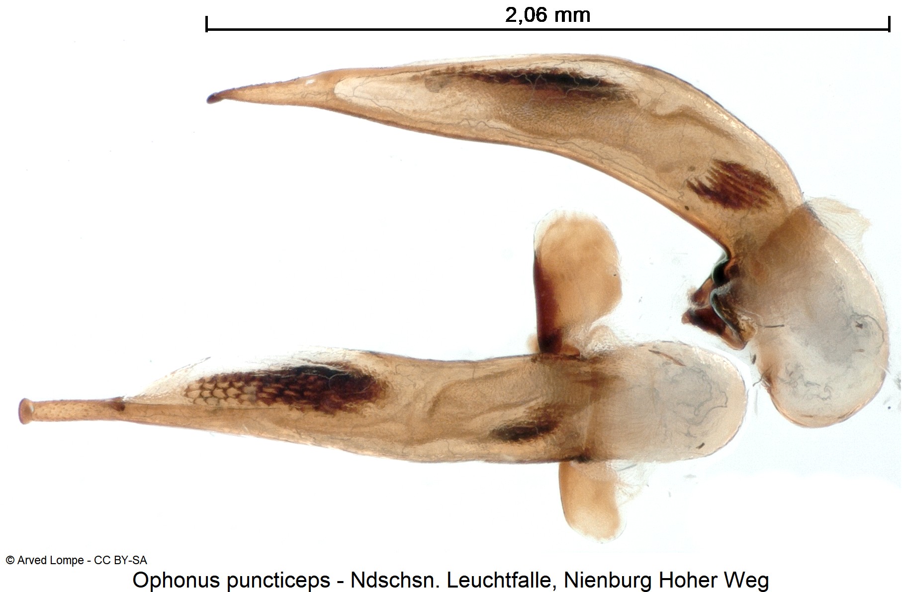 ophonus_puncticeps_ck36247617.jpg