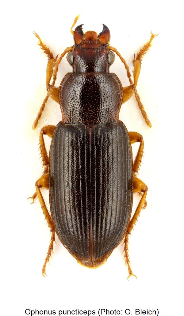 ophonus_puncticeps_hab.jpg