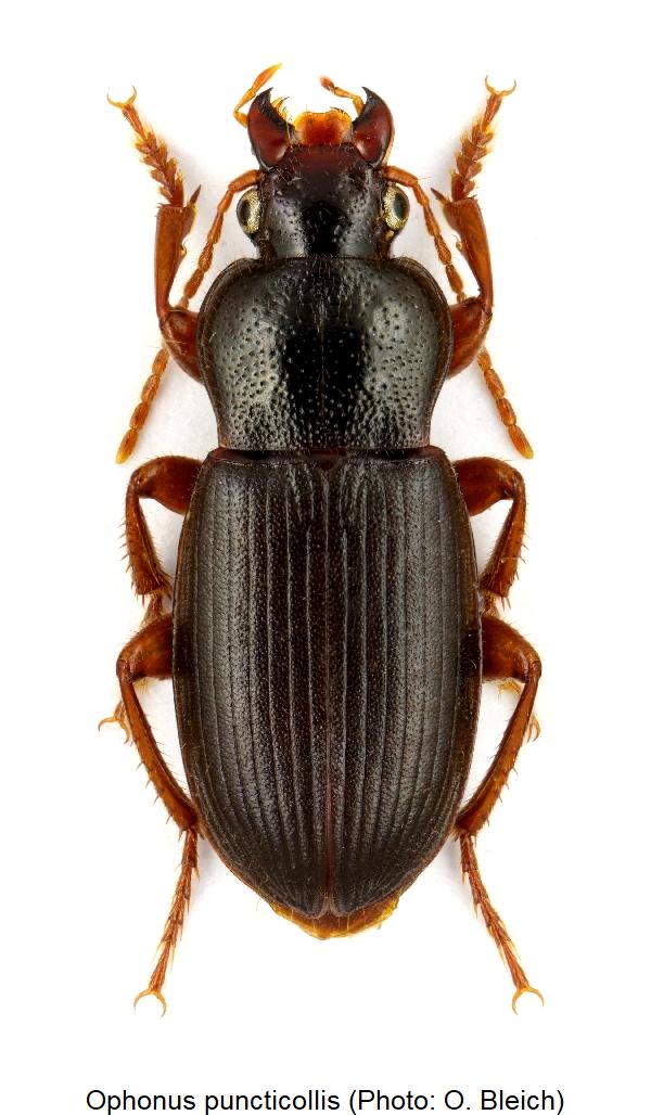 ophonus_puncticollis_hab.jpg