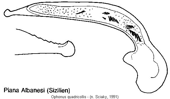 ophonus_quadricollis.jpg
