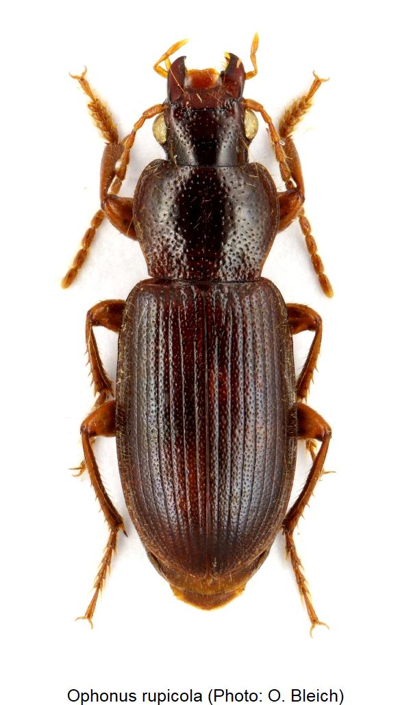 ophonus_rupicola_hab.jpg