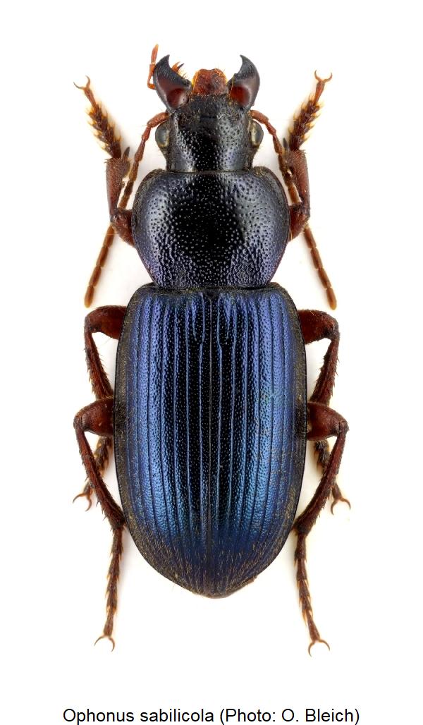 ophonus_sabilicola_hab.jpg