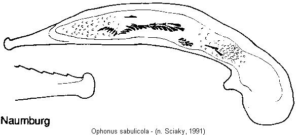 ophonus_sabulicola.jpg