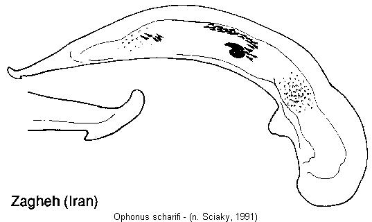 ophonus_scharifi.jpg