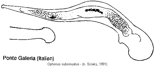 ophonus_subsinuatus1.jpg