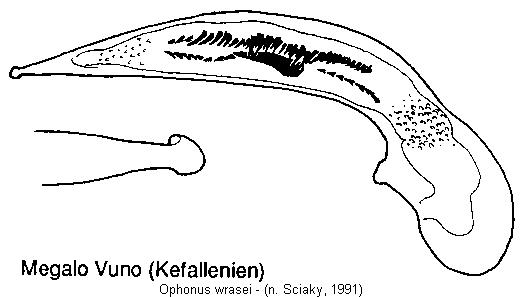 ophonus_wrasei.jpg