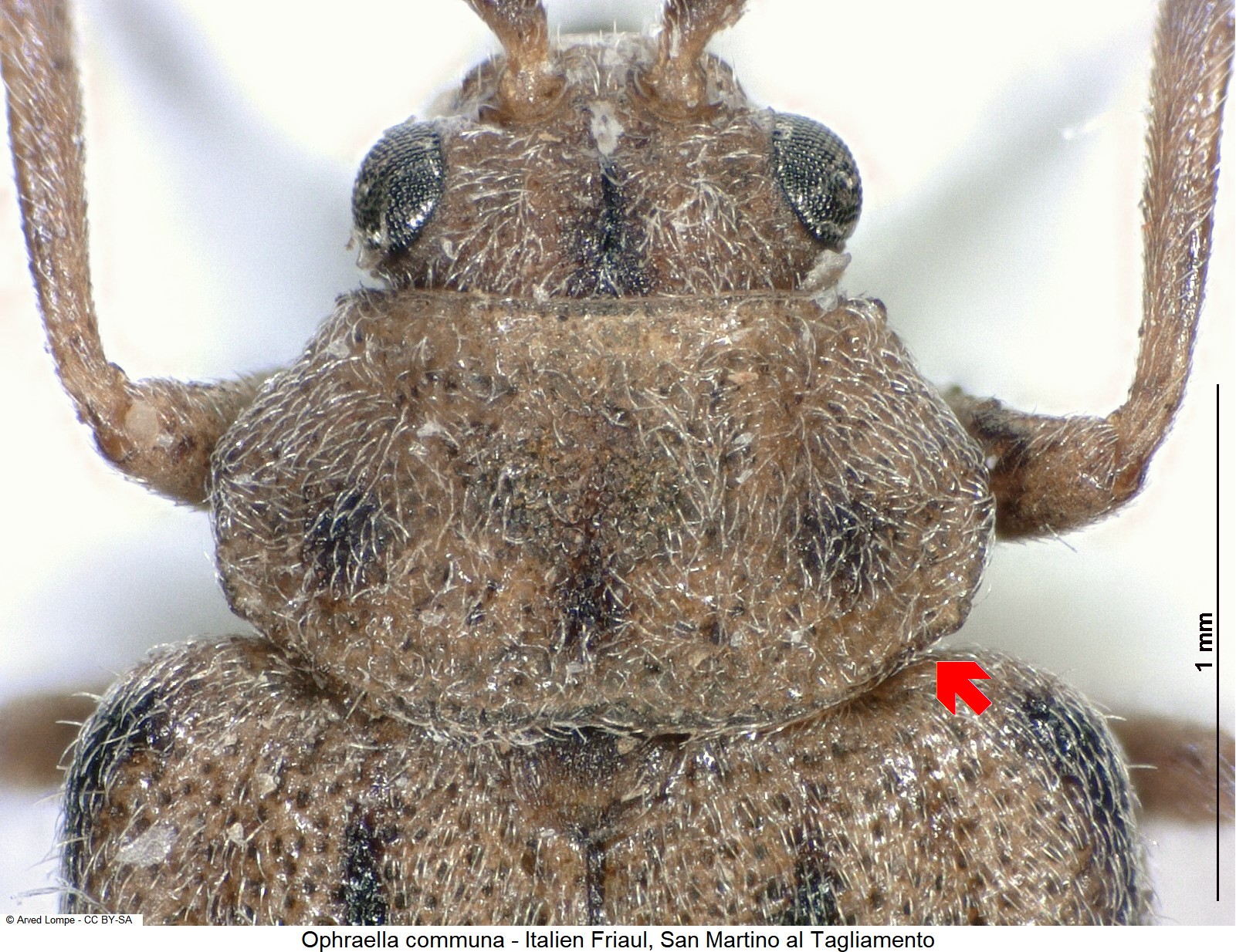 ophraella_communa_$29595113_vk.jpg