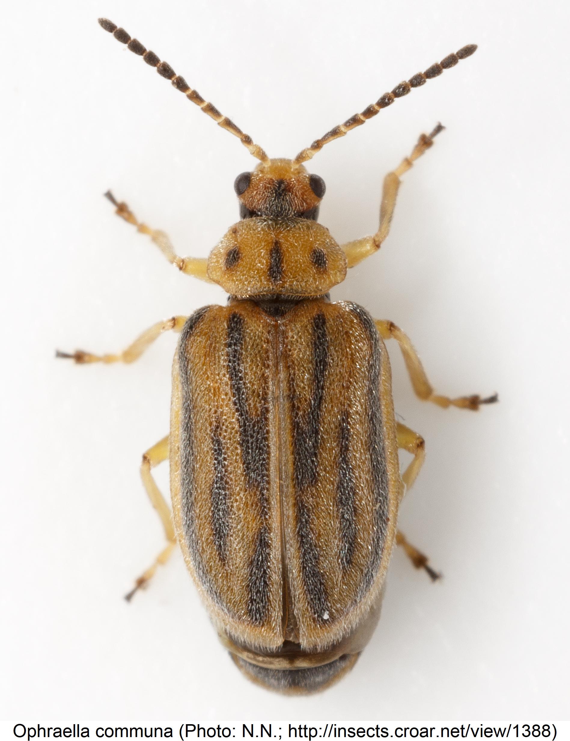 ophraella_communa_hab.jpg