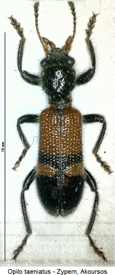 opilo_taeniatus_hab.jpg