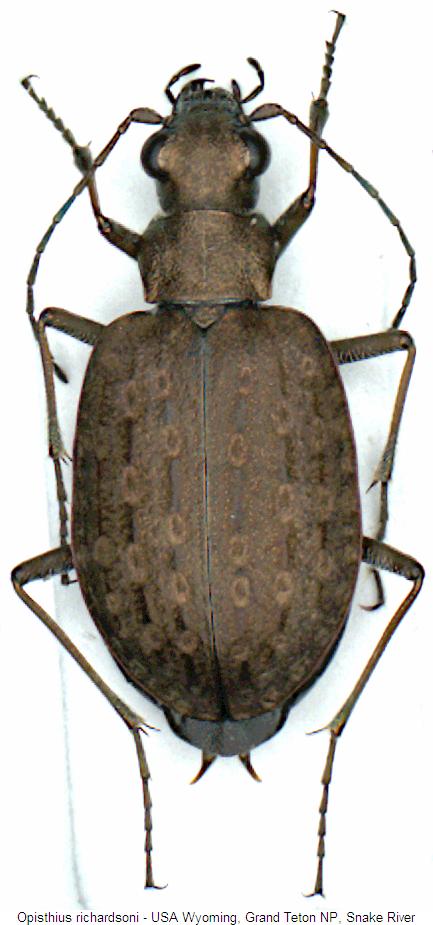 opisthius_richardsoni_hab.jpg