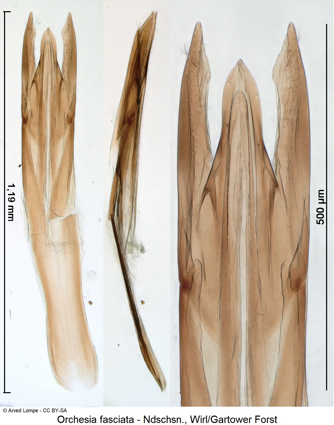 orchesia_fasciata_ck9995.jpg