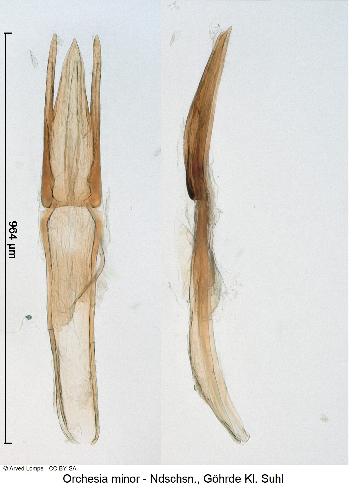 orchesia_minor_ck9986.jpg