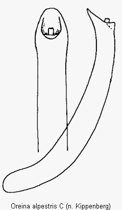 oreina_alpestris_c.gif