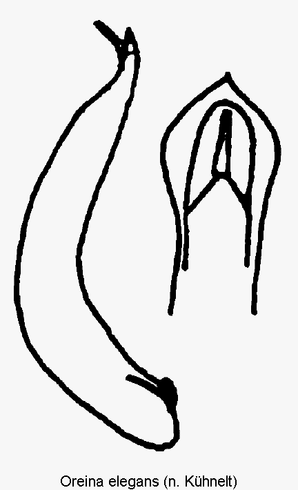 oreina_elegans.gif