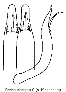 oreina_elongata.gif